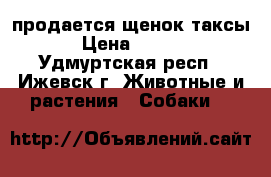 продается щенок таксы. › Цена ­ 3 500 - Удмуртская респ., Ижевск г. Животные и растения » Собаки   